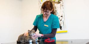 sundhedsordning kat hos dyrlæge Rikke Fast