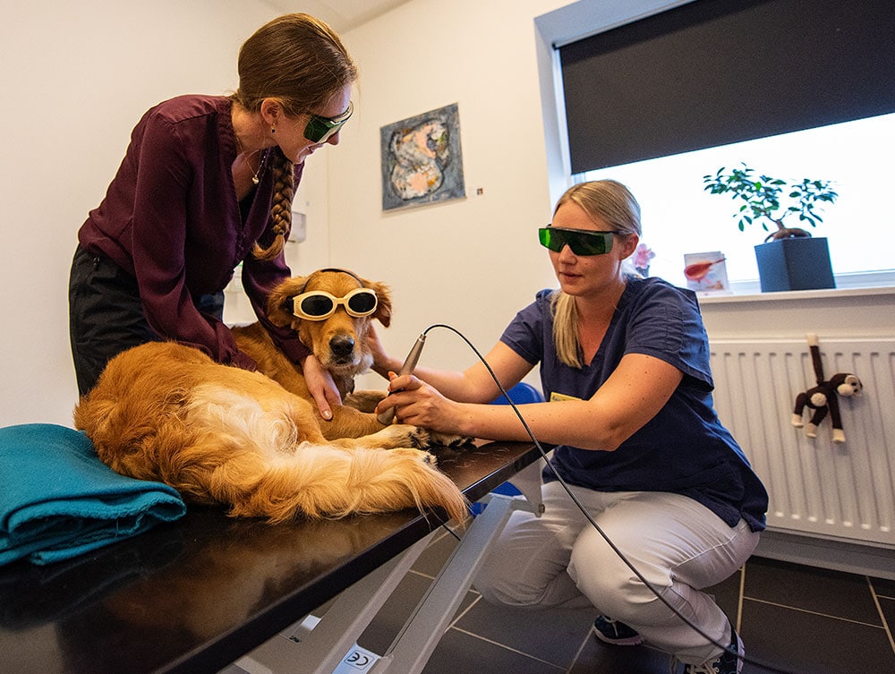 laserterapi hund