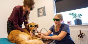 Laserterapi til dyr