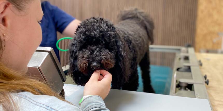 Viborg tilbyder fysioterapi til din hund
