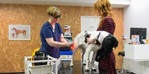 Laserterapi hunde