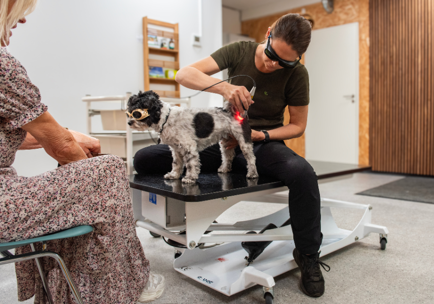 sund hund får fysioterapi